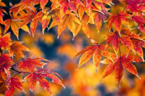 Осенние листья красивые картинки