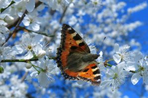 Весенние бабочки картинки