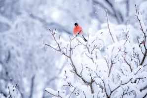 Зимние птицы картинки