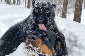 Картинки животные в снегу