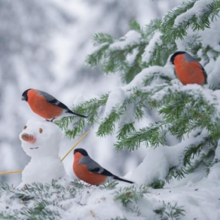Красивые картинки здравствуй зимушка зима