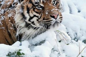 Красивые картинки животных зимой