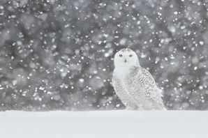 Зимняя сова картинки