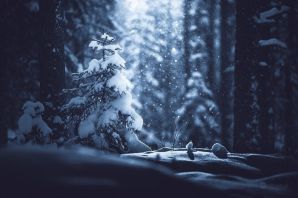 Зимний волшебный лес картинки