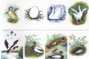Картинки перелетные птицы для дошкольников