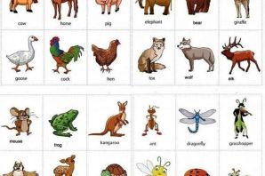 Животные по алфавиту с картинками