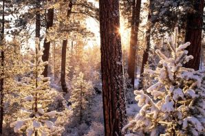 Зимний лес картинки на телефон
