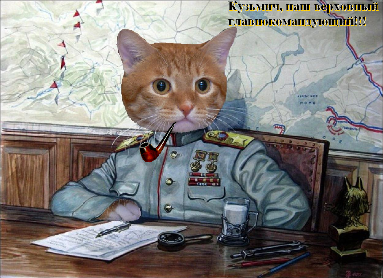 С днем защитника отечества кот. Военные коты. Котик в военной форме. Боевой кот. Котик в форме.