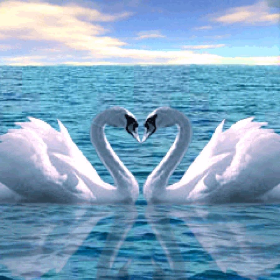 Учитесь верности верности. Лебедь. Пара лебедей. Красивые лебеди. Любовь и лебеди.