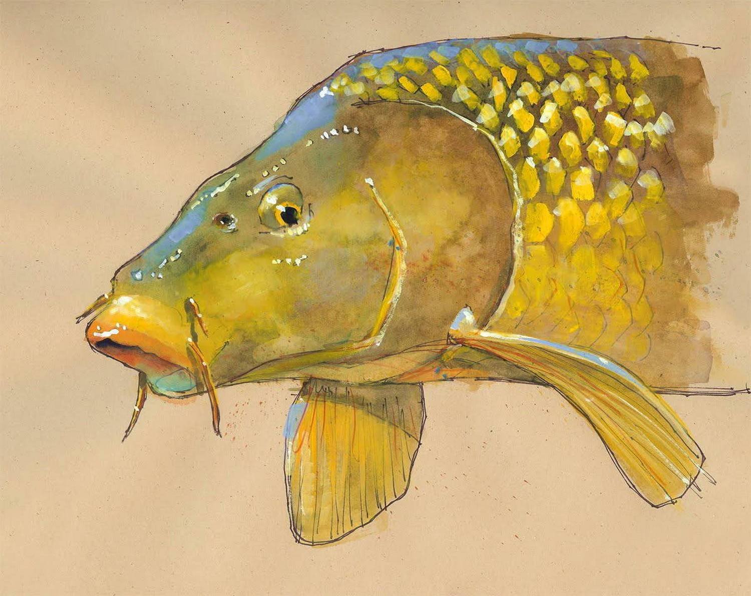 Рыба из карповых 5 букв. Сазан (Cyprinus Carpio). Сиамский Императорский Карп. Зеленуха рыба. Голова карпа.