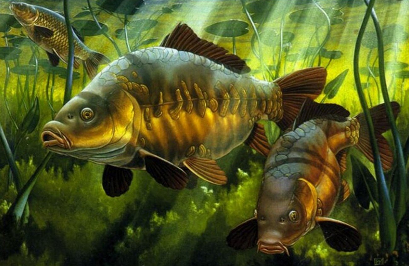 Рыба карп вытесняет 500 см3 воды. Карп. Карп зеркальный. Рыба Карп. Зеркальный Карп в воде.