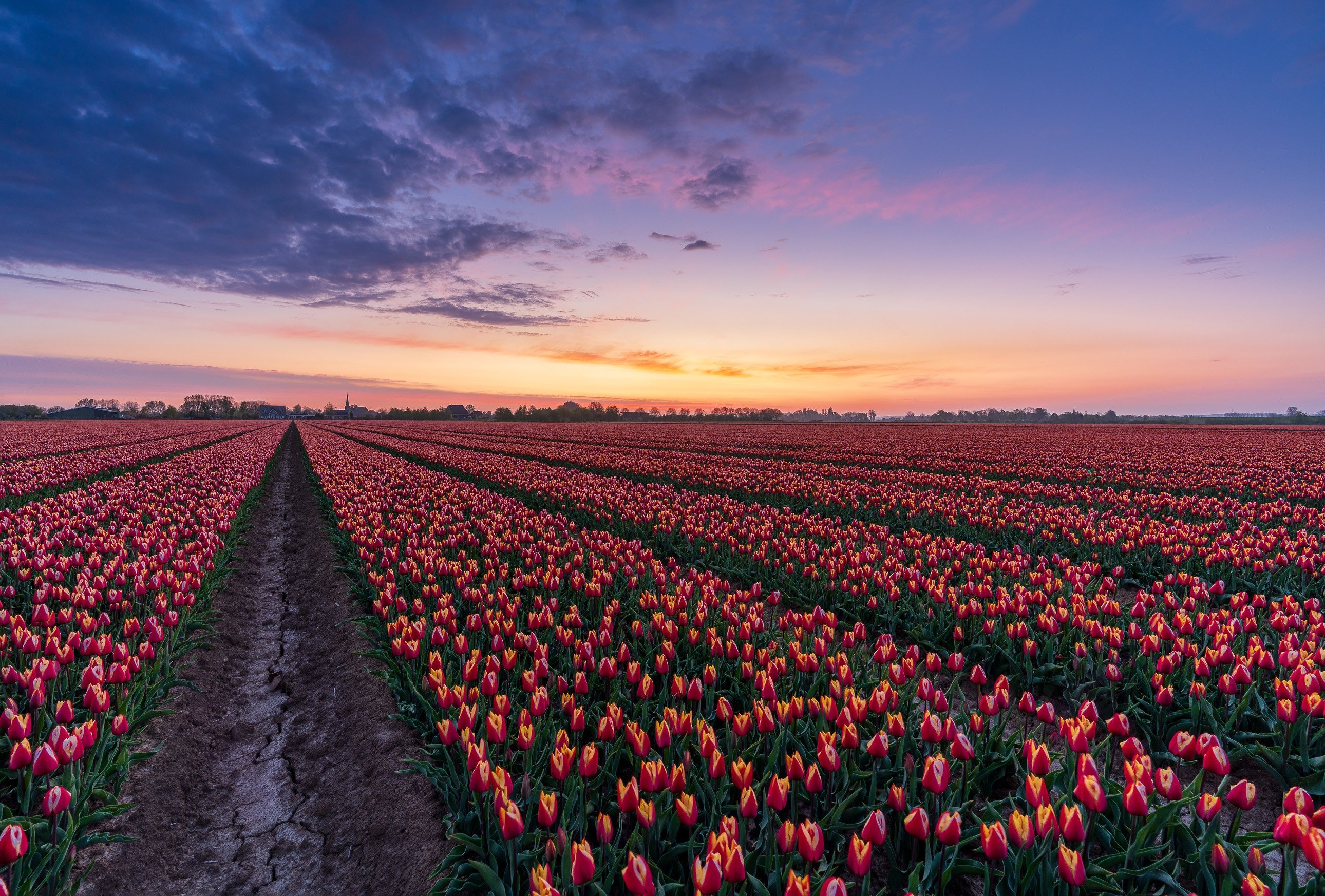 Где находится тюльпановое поле. Тюльпановые поля в Голландии. Тюльпановое поле Голландия рассвет. Тюльпановые плантации в Голландии.