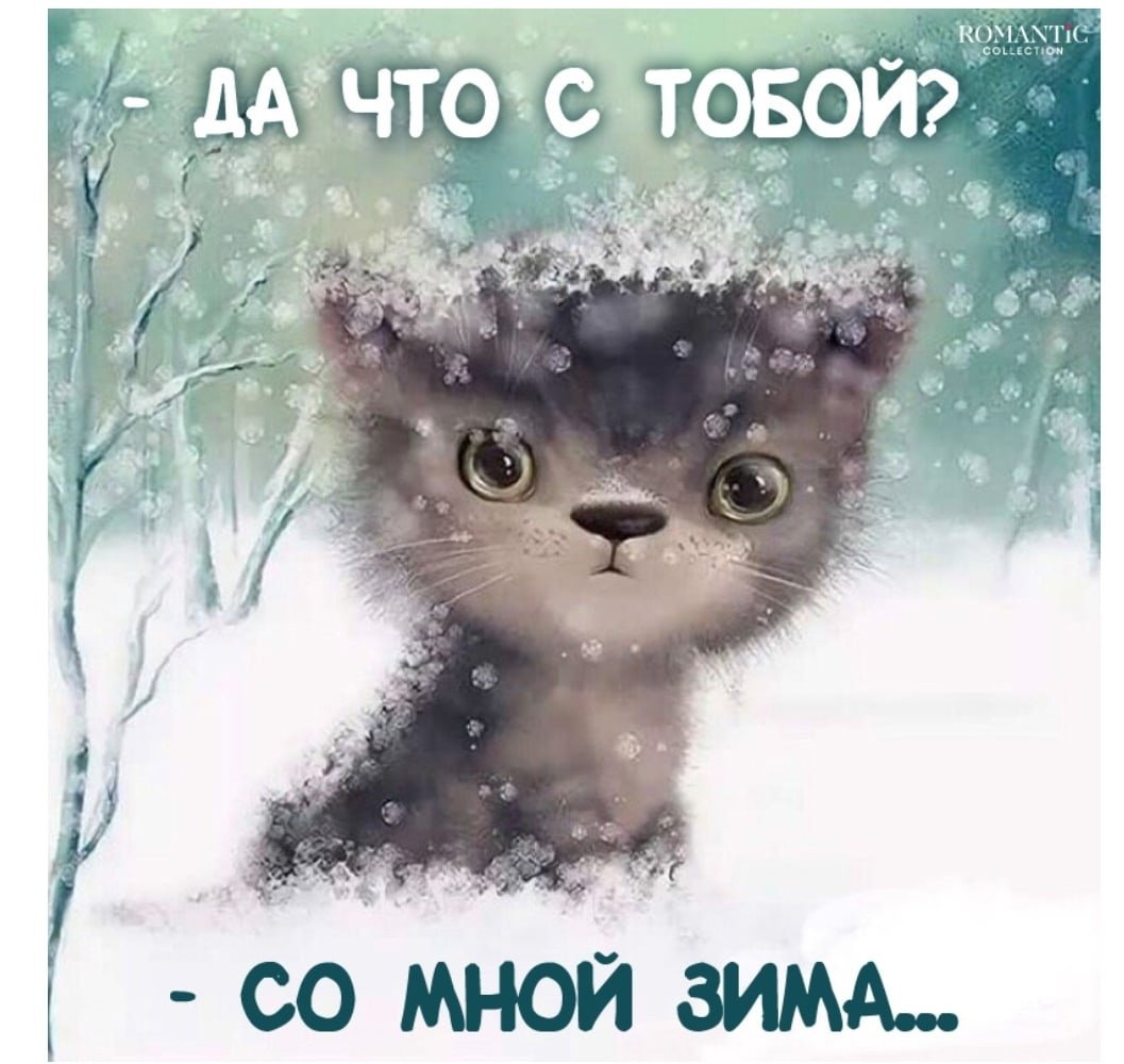 Зимнее утро весело. Доброе Снежное утро. Доброе зимнее утро с кошками. Доброе утро зима кот. С добрым зимним утром котики.