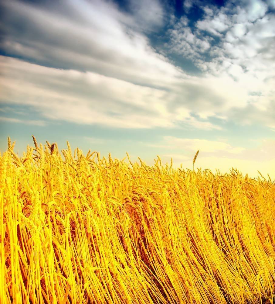 В тишине полей наливаются золотом колосья. Переславль Залесский поле пшеницы. Желтое поле. Поле с колосьями.