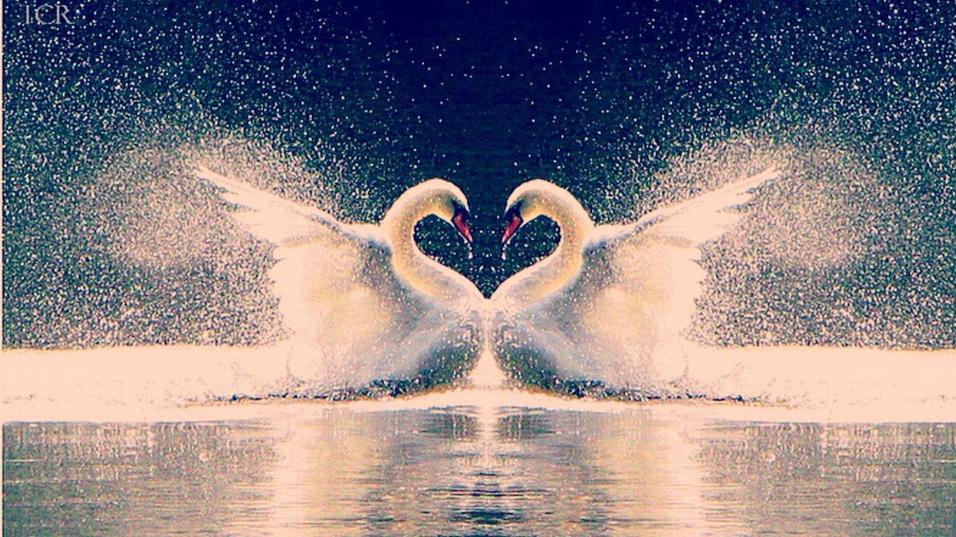 Верность вода. Красивые лебеди. Влюбленные лебеди. Любовь и лебеди. Пара лебедей.