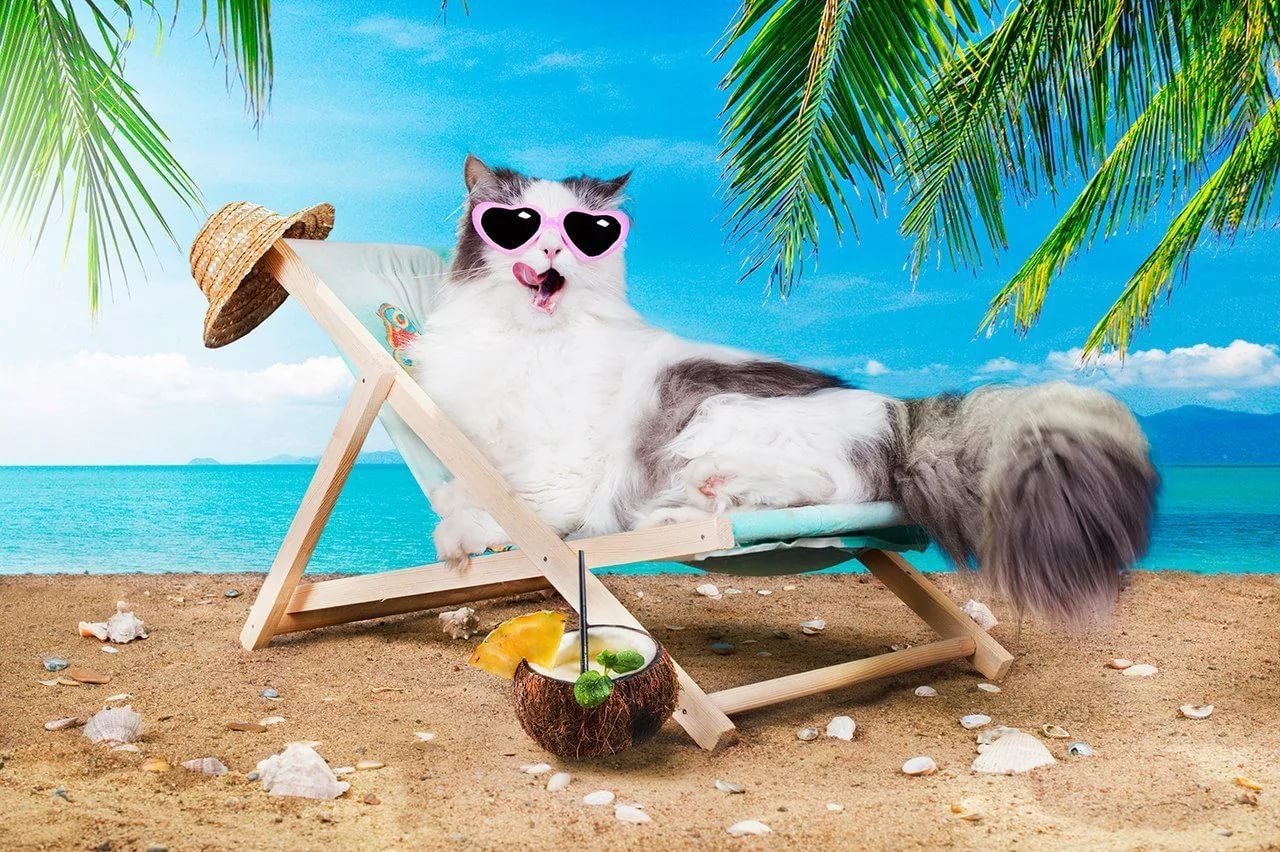 Полдня отпуск. Кот отдыхает. Котик на пляже. Кот отдыхает на пляже. Лежак для кота.