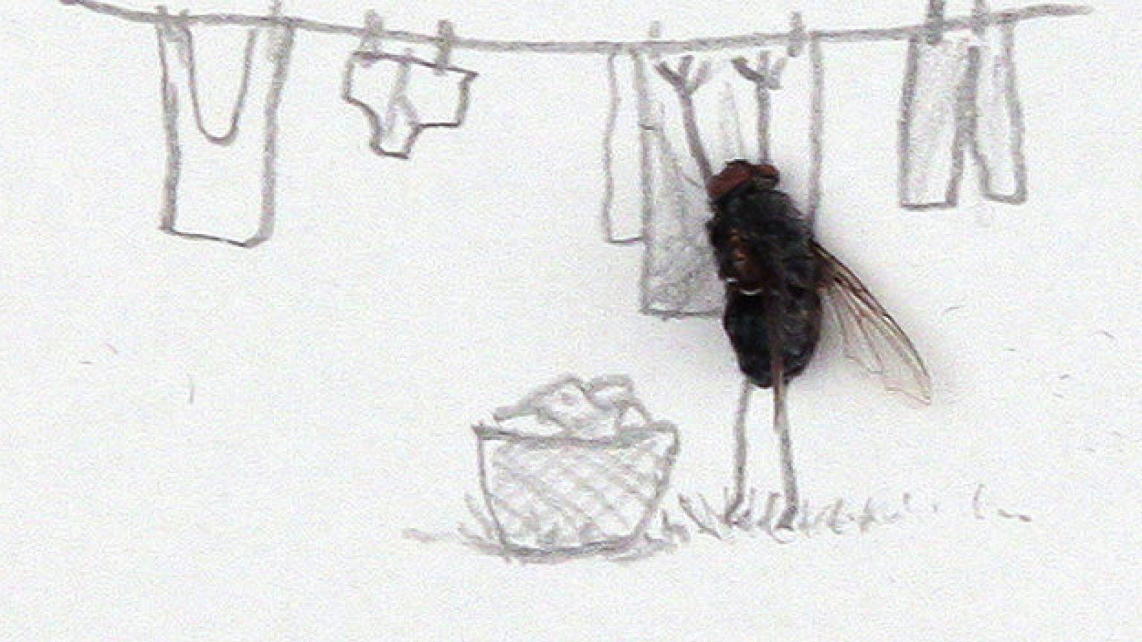 Как спасти муху