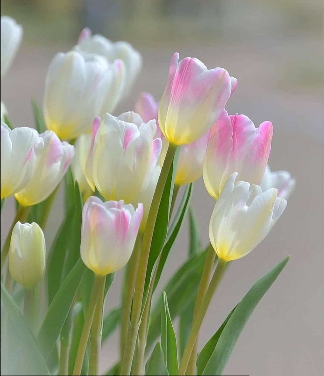 Доброе весеннее утро с тюльпанами картинки. Утренние тюльпаны. Красивые тюльпаны. Доброе утро тюльпаны.