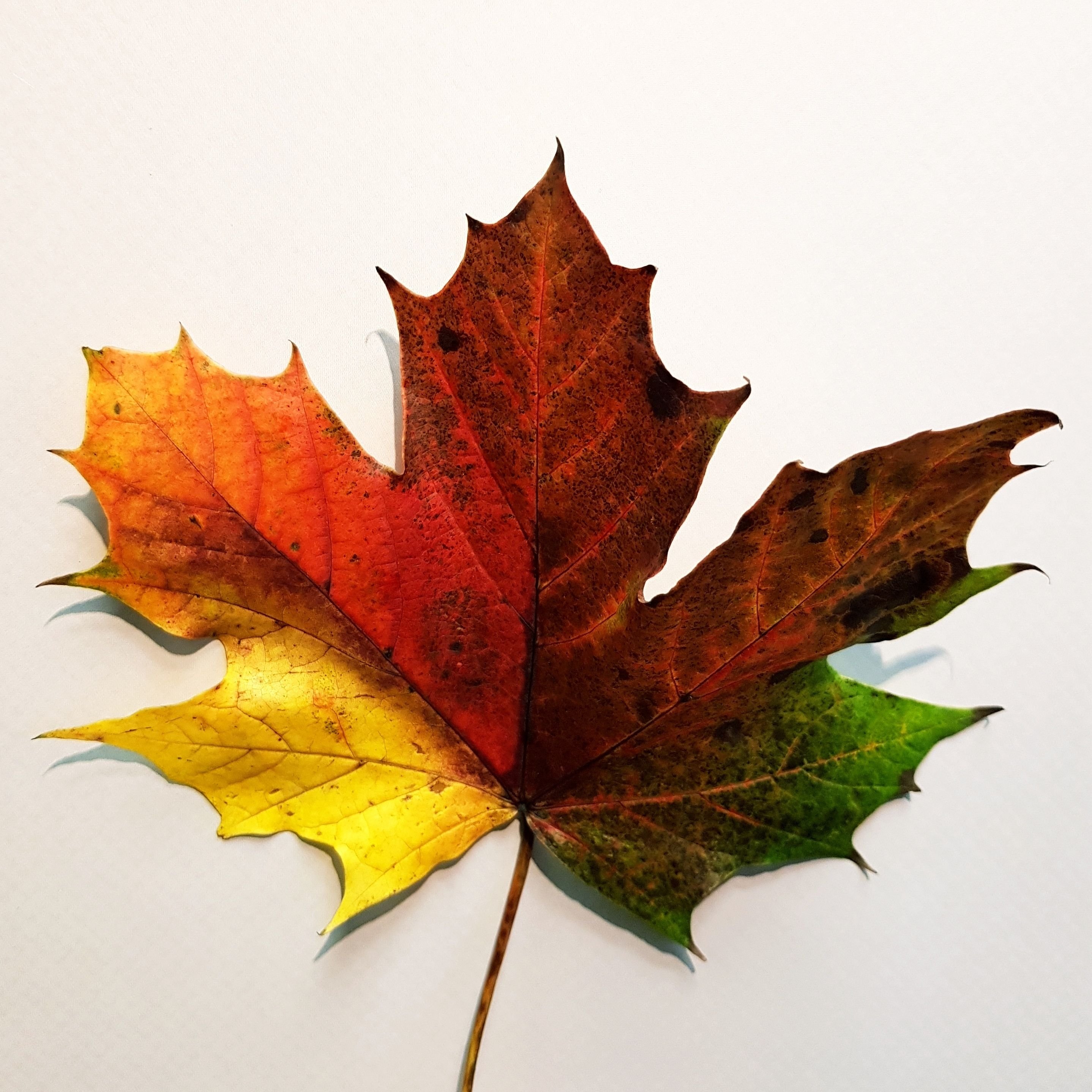 Лист арт. Кленовый лист арт. Осенние листья арт. Художественное изображение осеннего листа. Картинки необычные листья.
