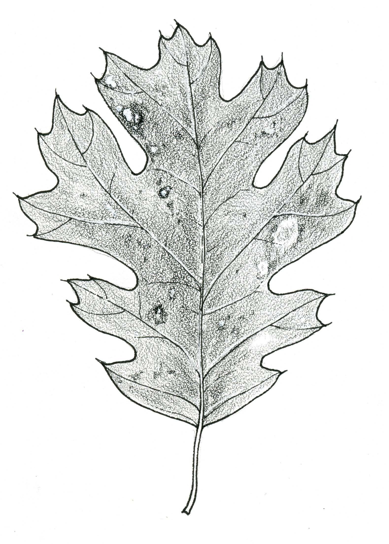 Картинка лист карандашом. Листья рисунок. Листья карандашом. Листья для срисовки. Красивые листочки.
