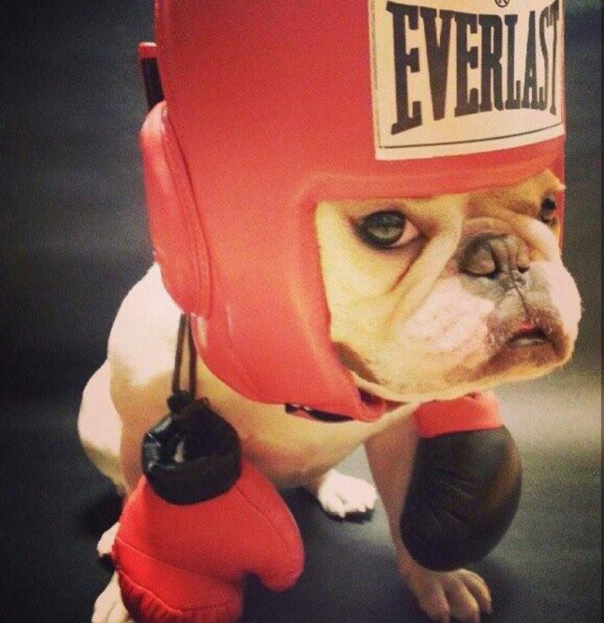 Боксер прикол. Бульдог, Мопс, боксер. Бульдог боксер собака. Боксёр собака и Мопс. Собака в боксерских перчатках.