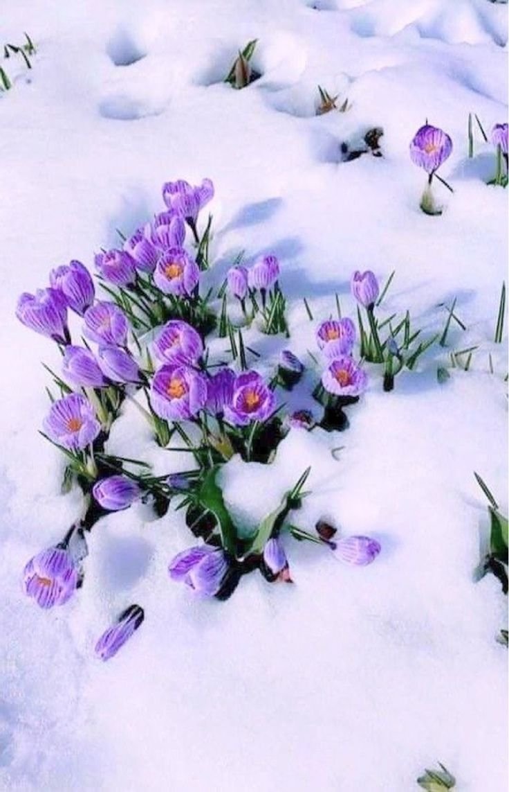 Доброе весеннее утро со снегом. Цветы из под снега. Весенние открытки.
