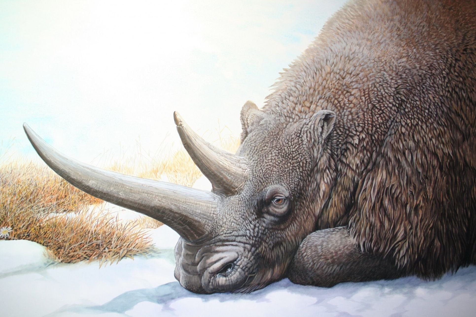 Вымершие животные картинки. Шерстистый носорог ледникового периода. Доисторический шерстистый носорог. Шерстистый носорог вымершие животные. Шерстистый носорог Эра.