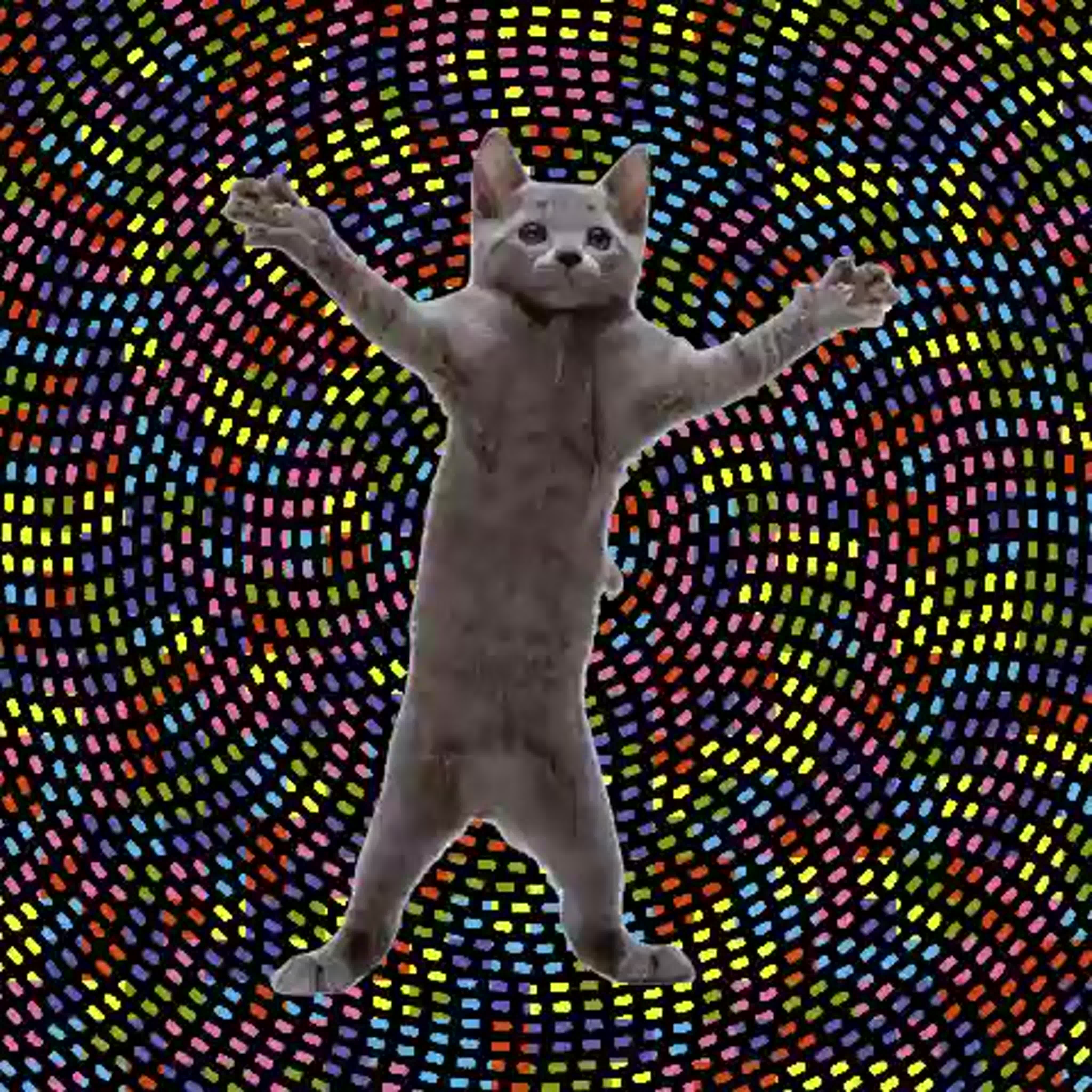 Включи анимацию кота. Движущиеся картины. Танцующие кошки. Двигающие картинки. Кот двигается.