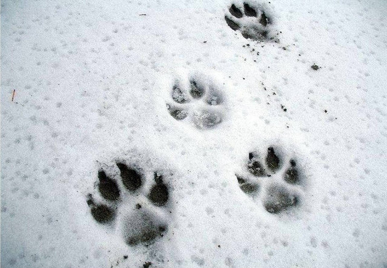 Свежесть следа. Следы волка зимой. Следы собаки на снегу. Волчьи следы на снегу. След волка.