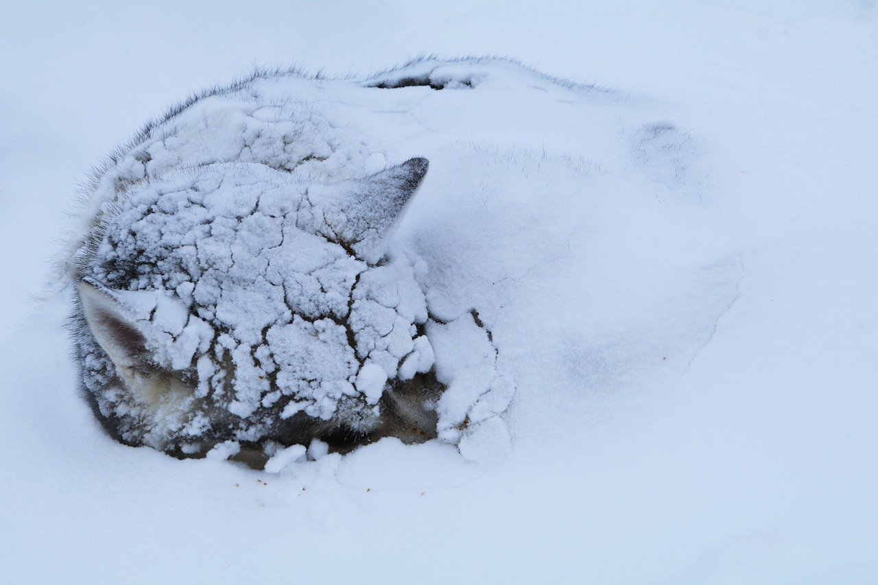 Волк в снегу. Собака замерзла в снегу. Щенок замерзает в снегу. Спать на снегу. Замерзший сугроб