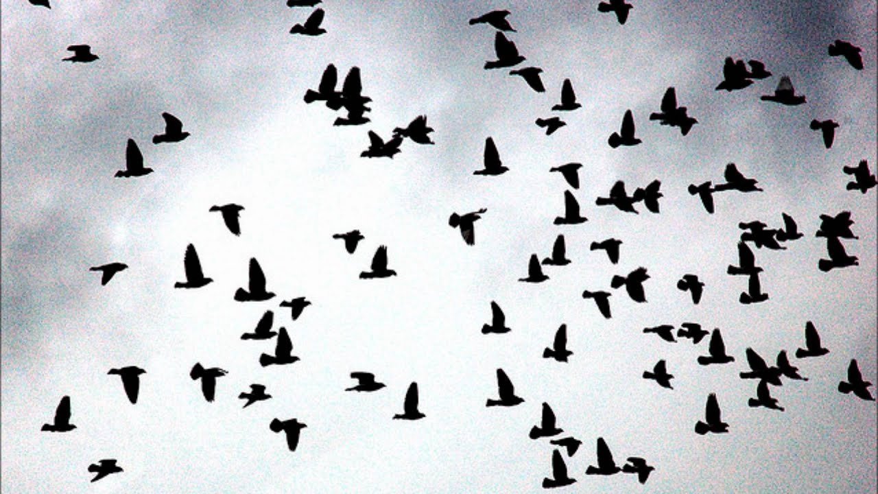 Flock of birds. Стая птиц. Много птиц. Много птиц в небе. Птицы разлетаются.