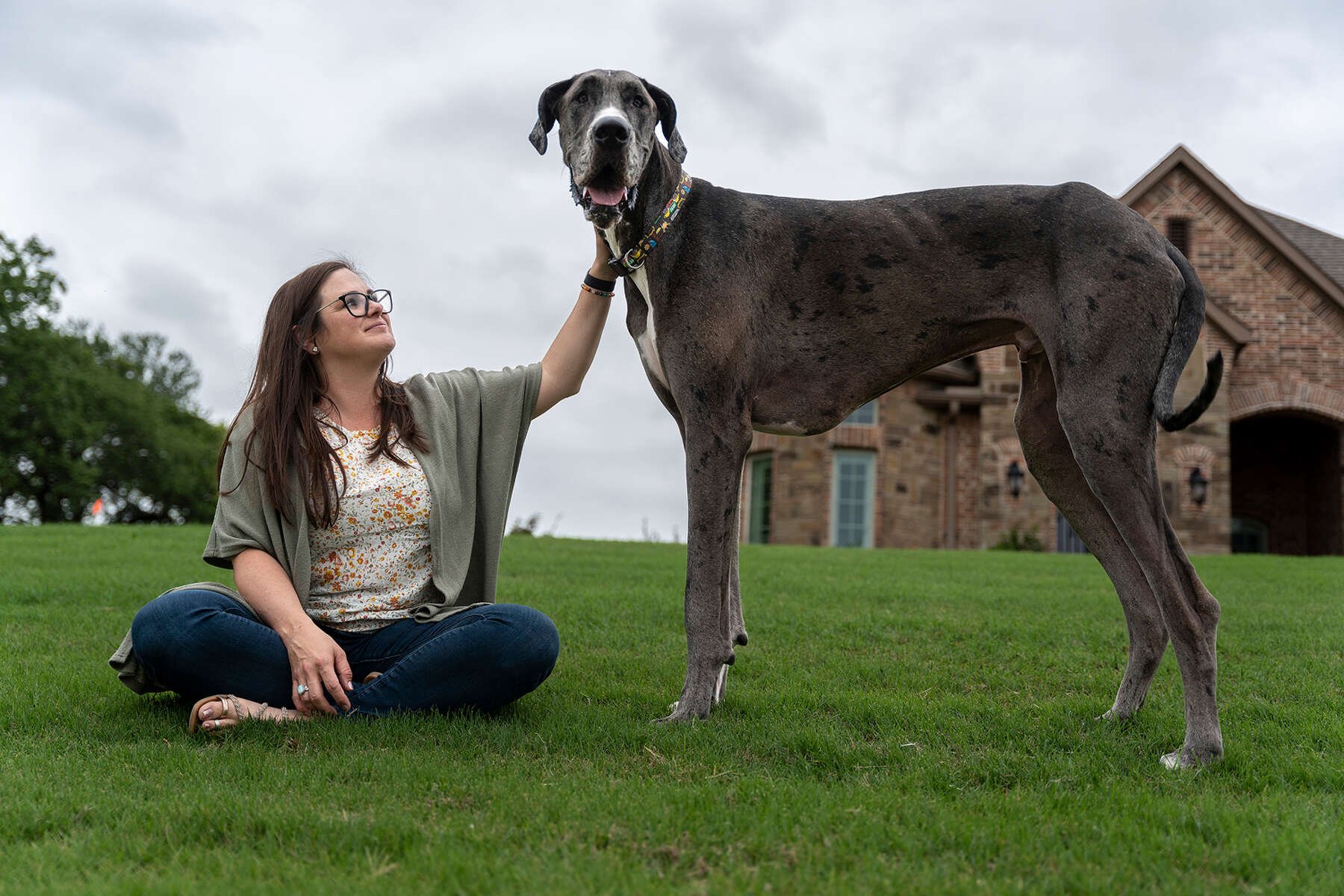 Самая высокая собака фото в мире