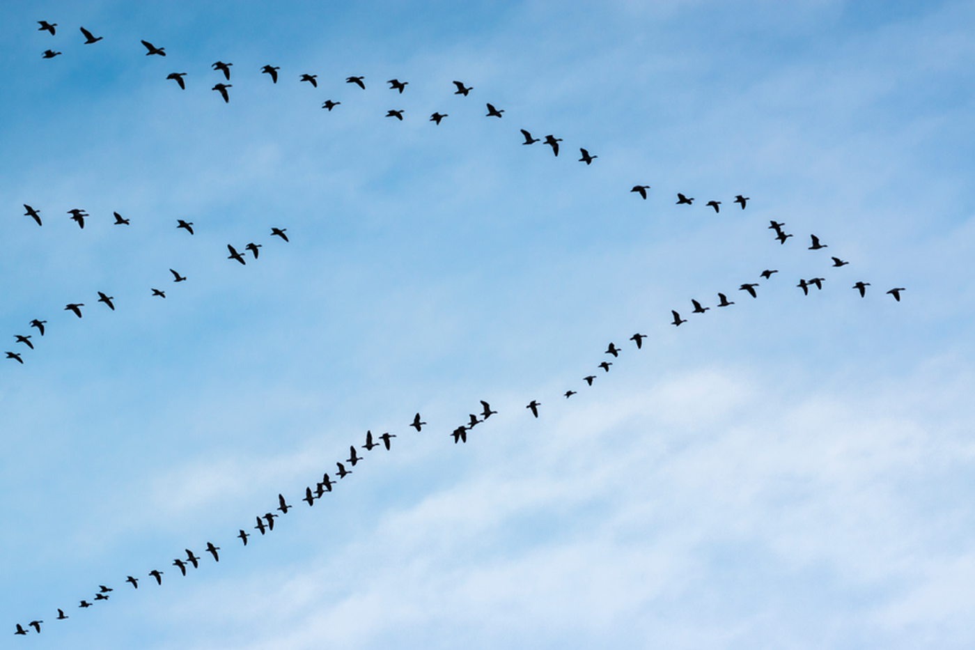 Мигрирующие птицы. Встреча перелетных птиц. Стая лебедей. Птицы летят клином. Глянь на небо птички летят колокольчики