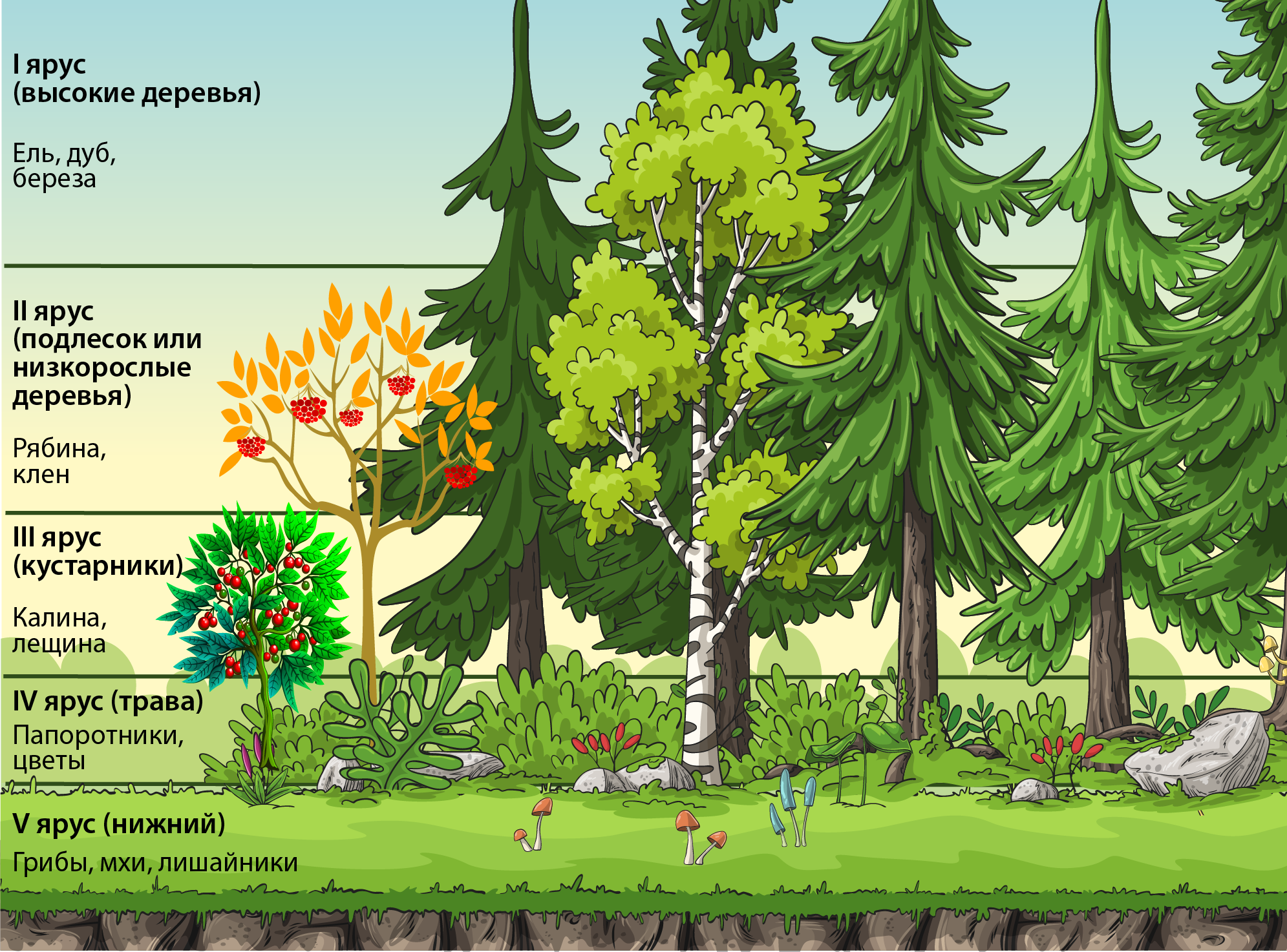 Структура растительного сообщества кратко биология 7 класс. Ярусность лесного фитоценоза. Ярусы фитоценоза 4 яруса. Ярусность Лесной экосистемы. Ярусность древостоя леса.