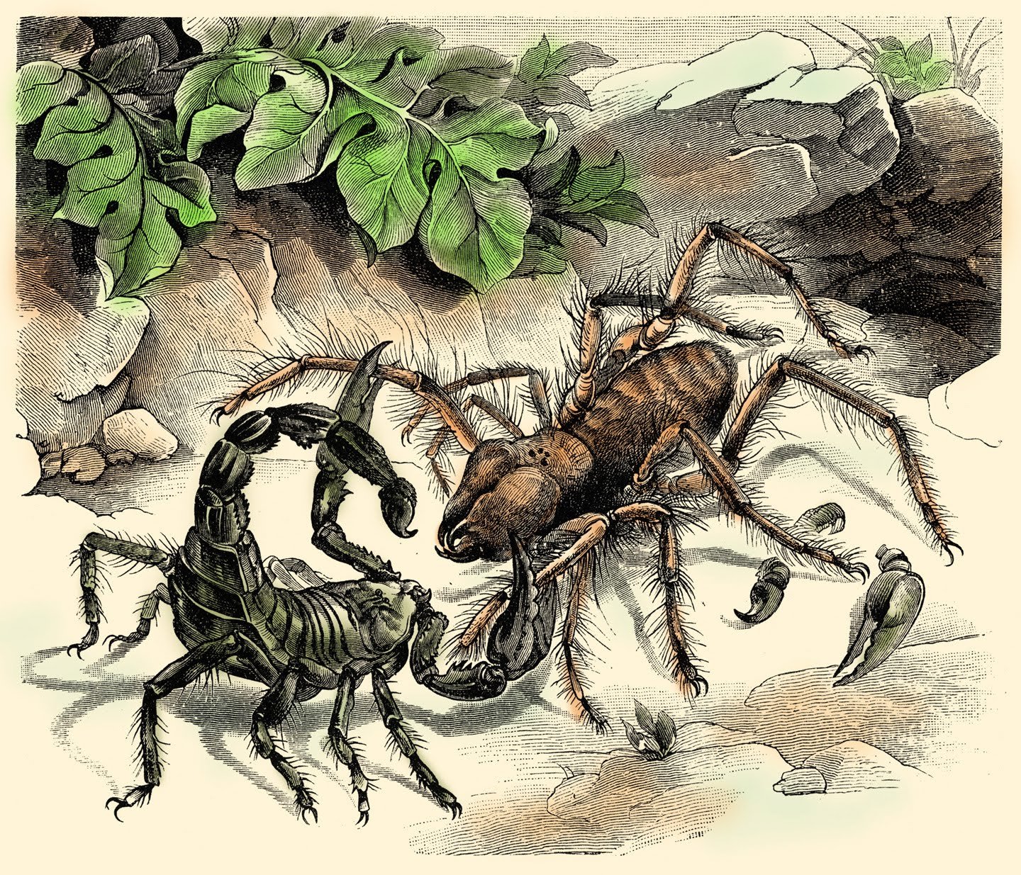 Предки паукообразных. Сольпуга паук против скорпиона. Арахнид Скорпион. Сольпуга Членистоногие. Арахнид паук-Скорпион.