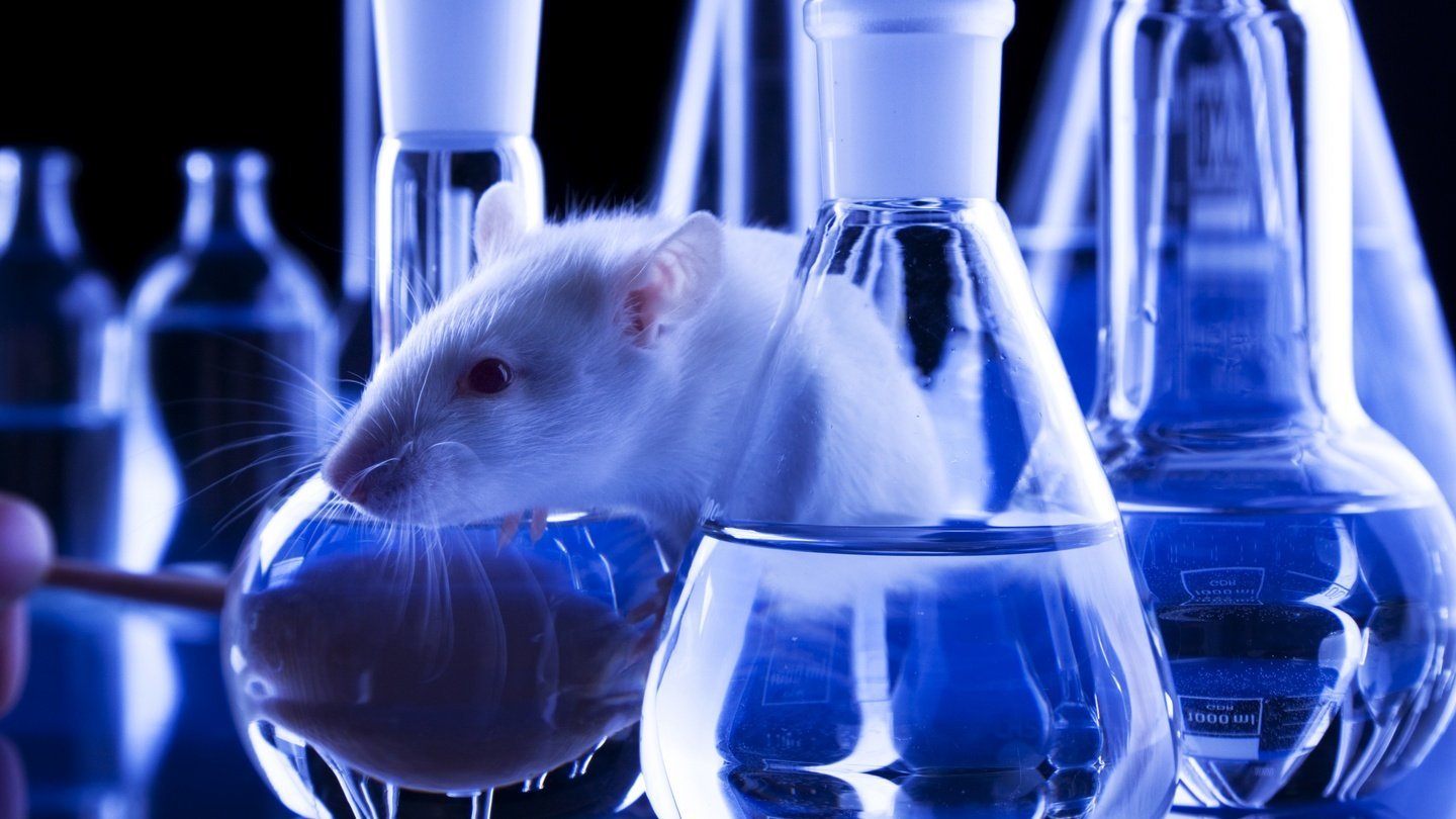 Animal lab. Лабораторная крыса. Лабораторные мыши. Эксперимент с мышами.