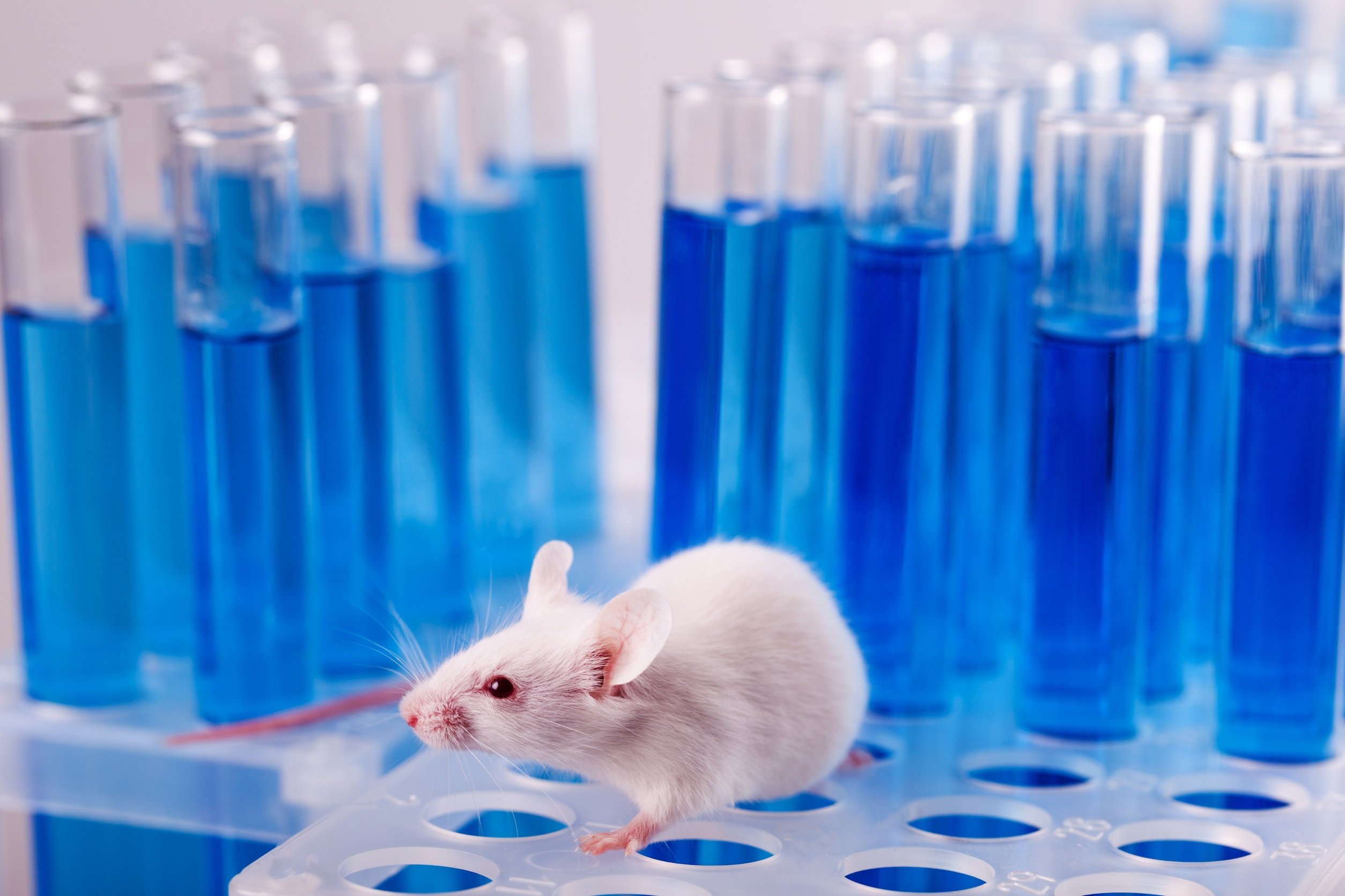 Вакцина мыши. Лабораторная крыса линии Вистар. Лабораторные мыши. Грызуны в лаборатории. Мыши в лаборатории.