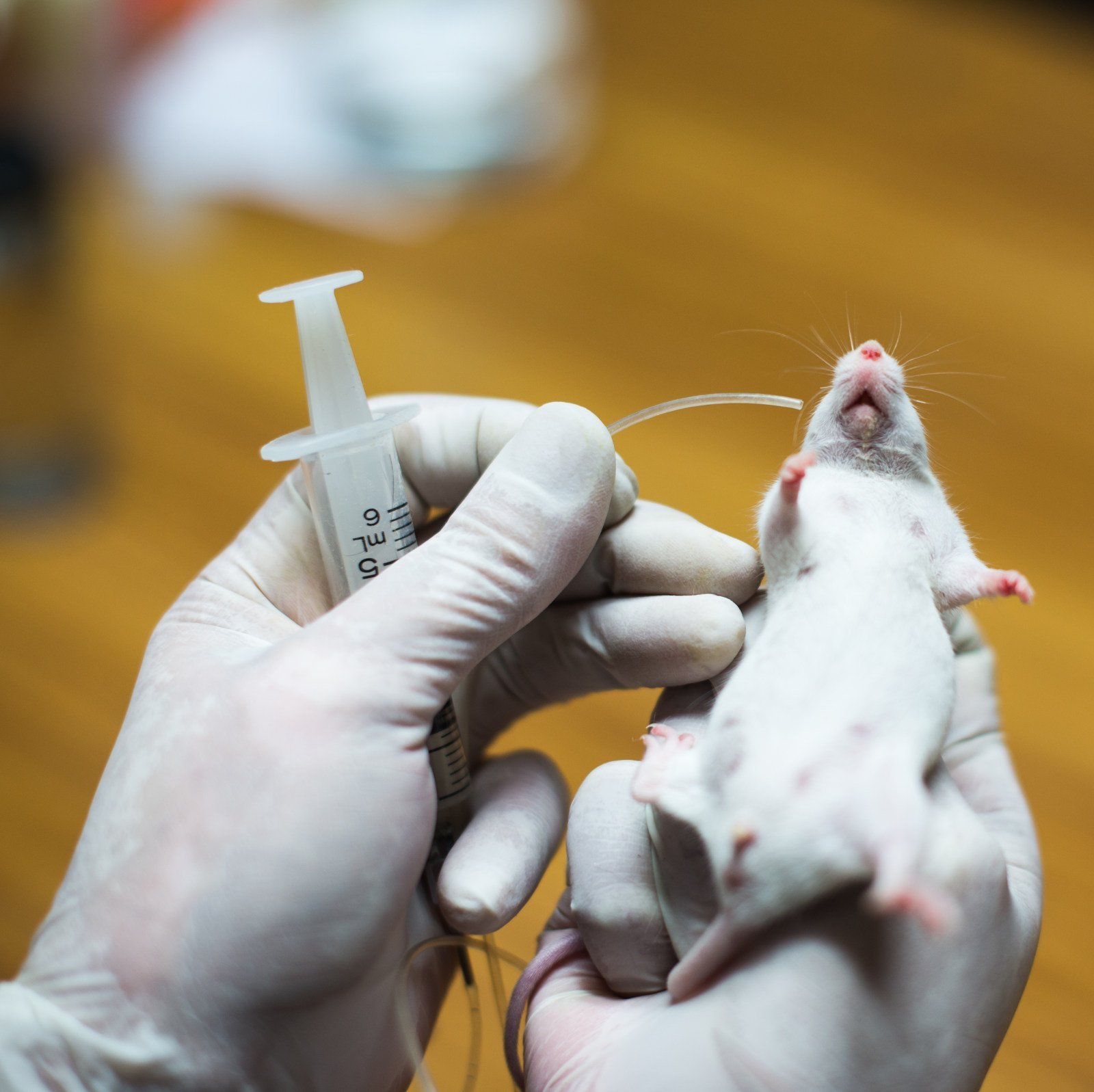 Вакцина мыши. Эксперимент с мышами. Опыты на мышах.