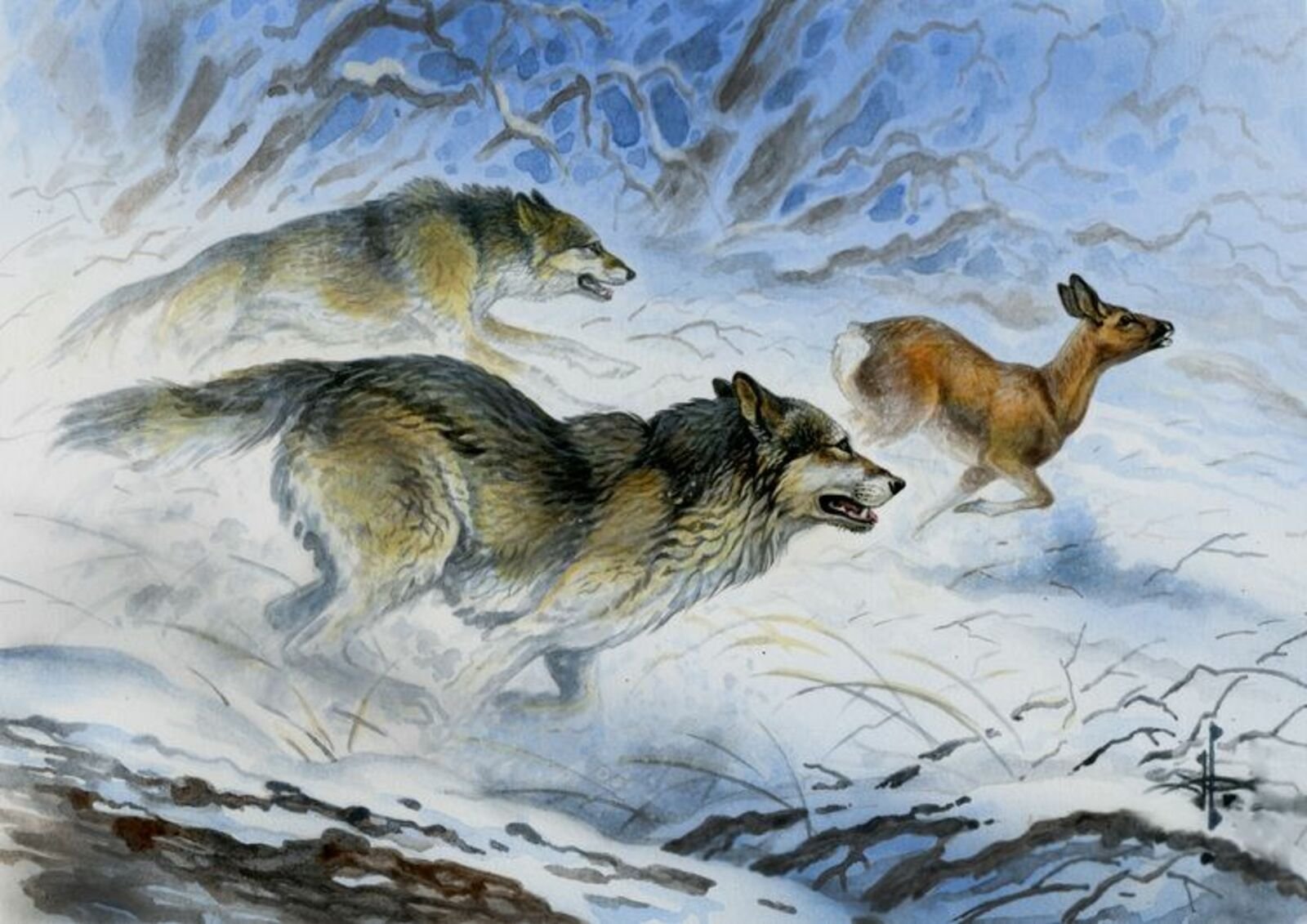 Охота на лису волка. Волк зимой. Стая Волков.