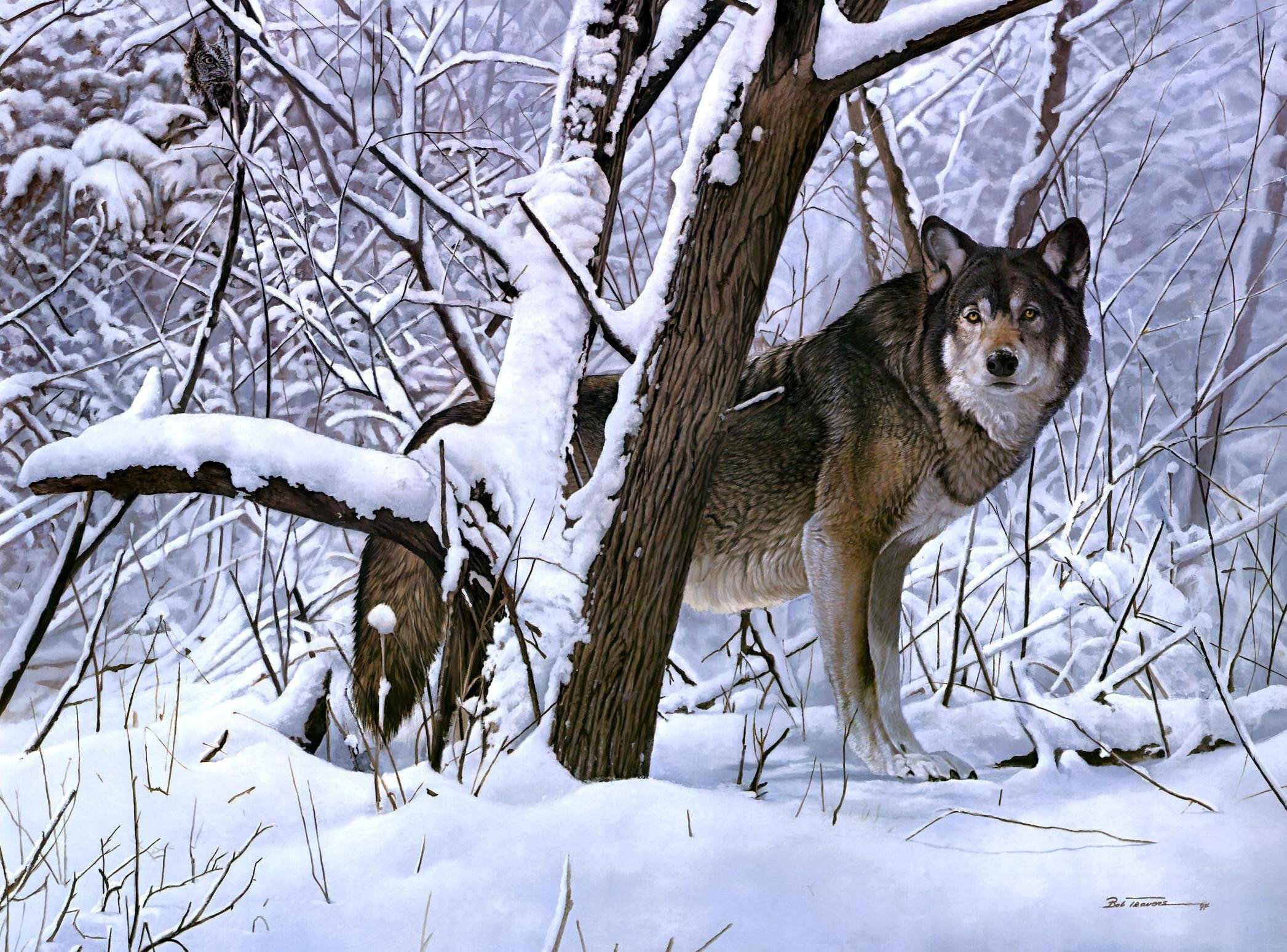 Описание картины серый волк. Жизнь животных зимой. Зимующие животные. Дикие животные в лесу зимой. Зимующие Дикие животные.