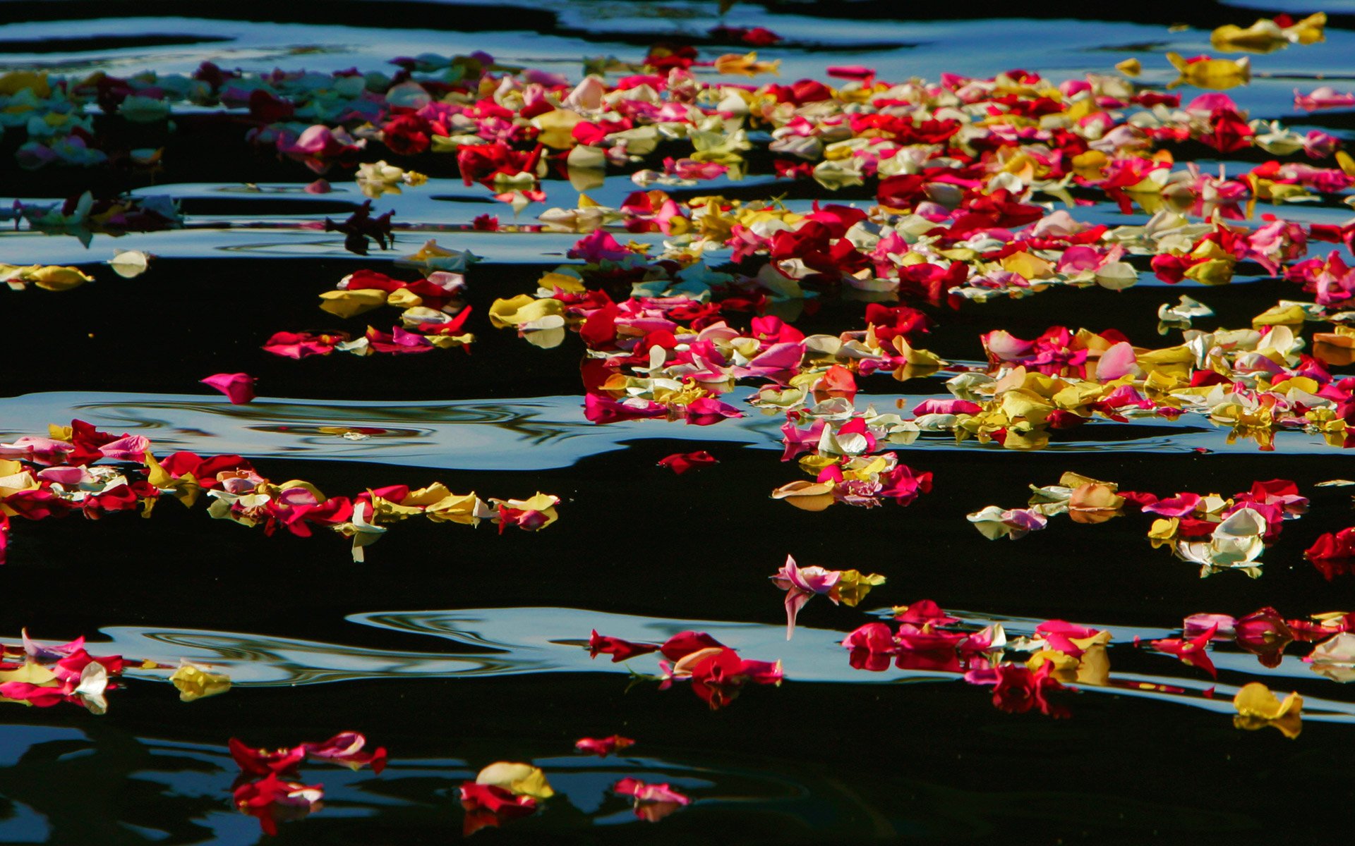 The flowers to water every day. Цветы на воде. Море цветов. Лепестки роз. Море роз.