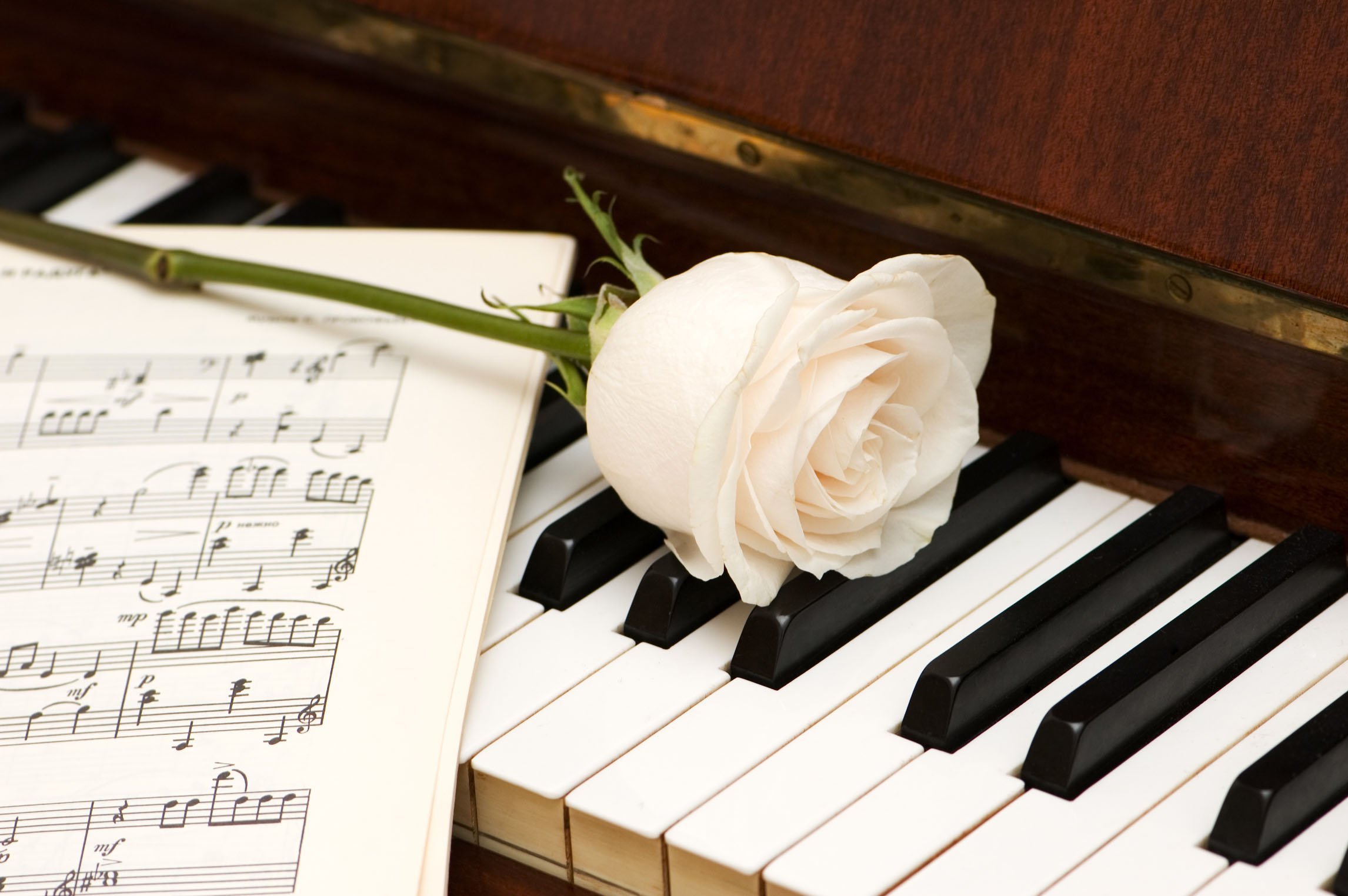 Фортепиано белые клавиши. Цветы на рояле. Пианино с цветами. Белый рояль с цветами.