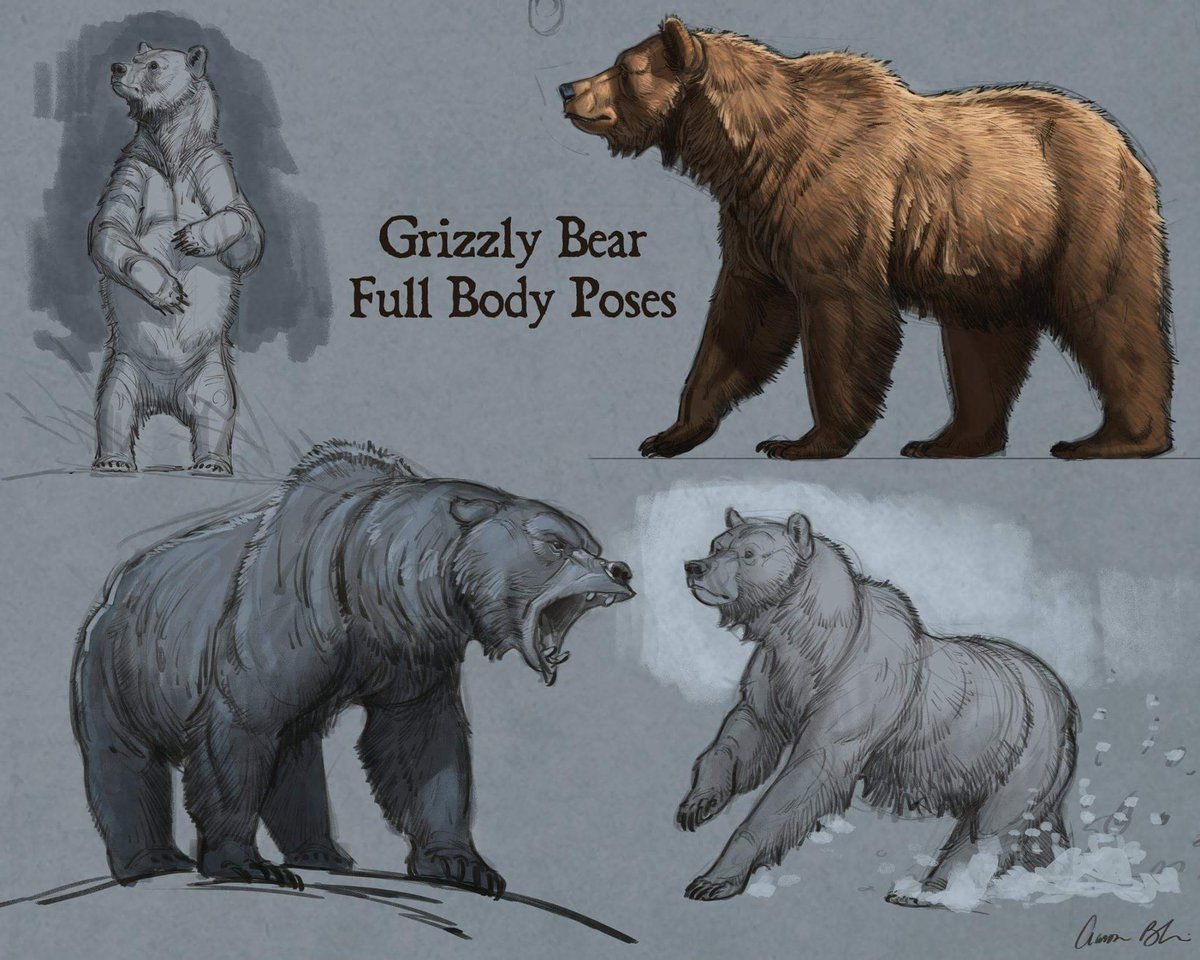 Drew born. Aaron Blaise медведь. Бурый медведь референс. Анатомия медведя. Медведь рисунок.