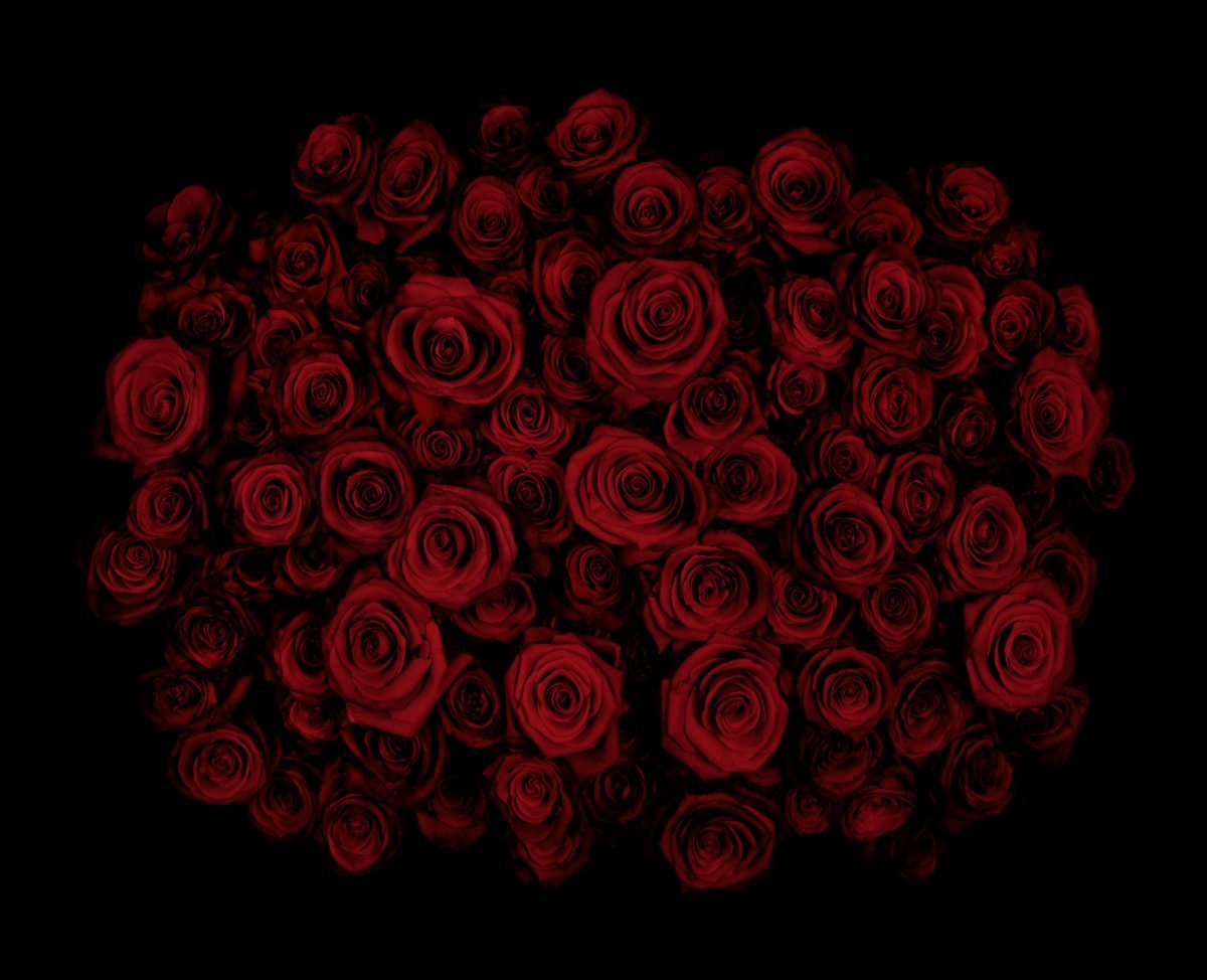 Темно алые розы а на душе. Красный цветок. Красные розы. Розы на темном фоне.