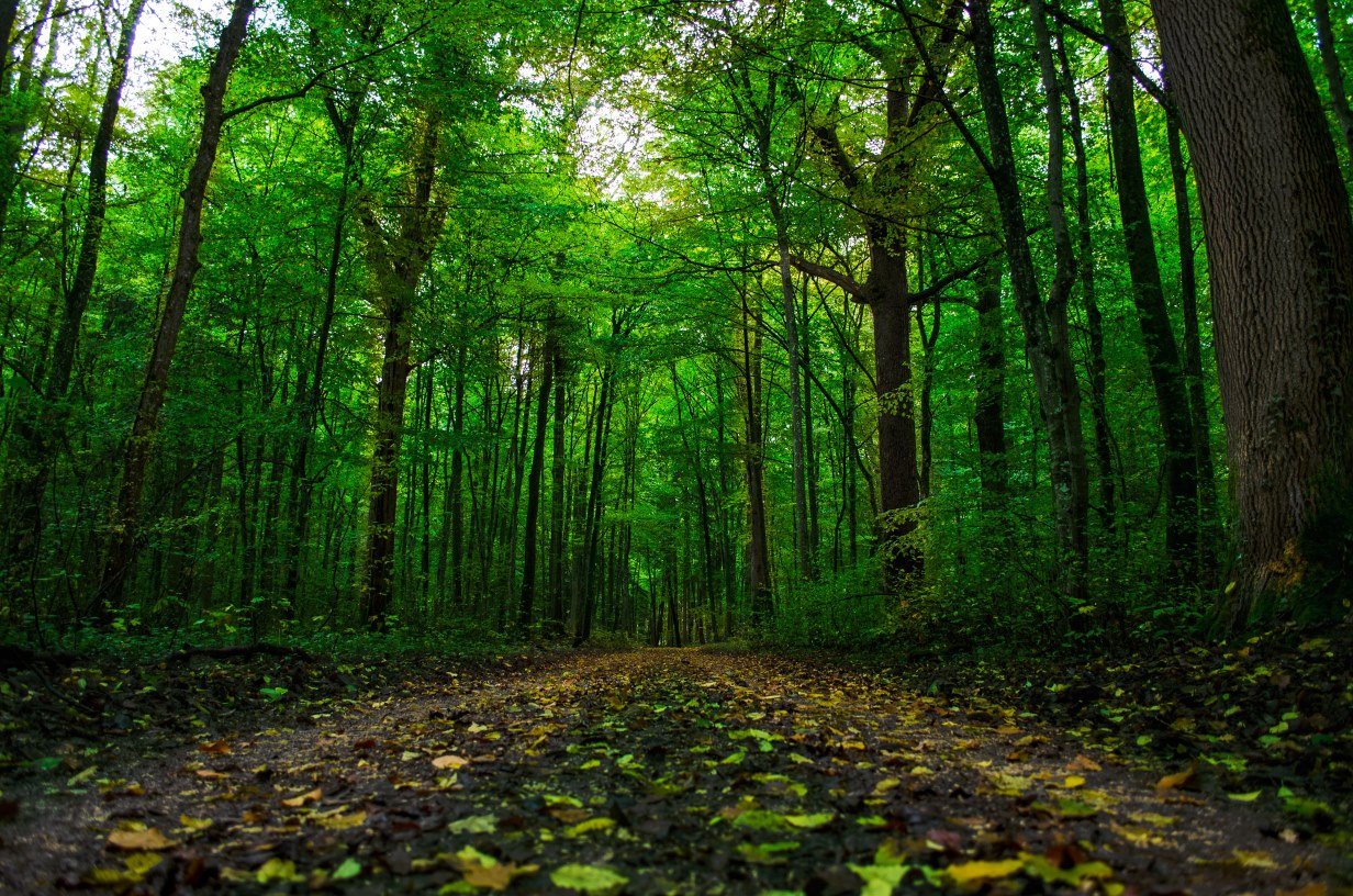Плодородие широколиственных лесов. Широколиственный лес. Широколиственный лес Германия. Красивые широколиственные леса. Широколиственные леса в темноте.
