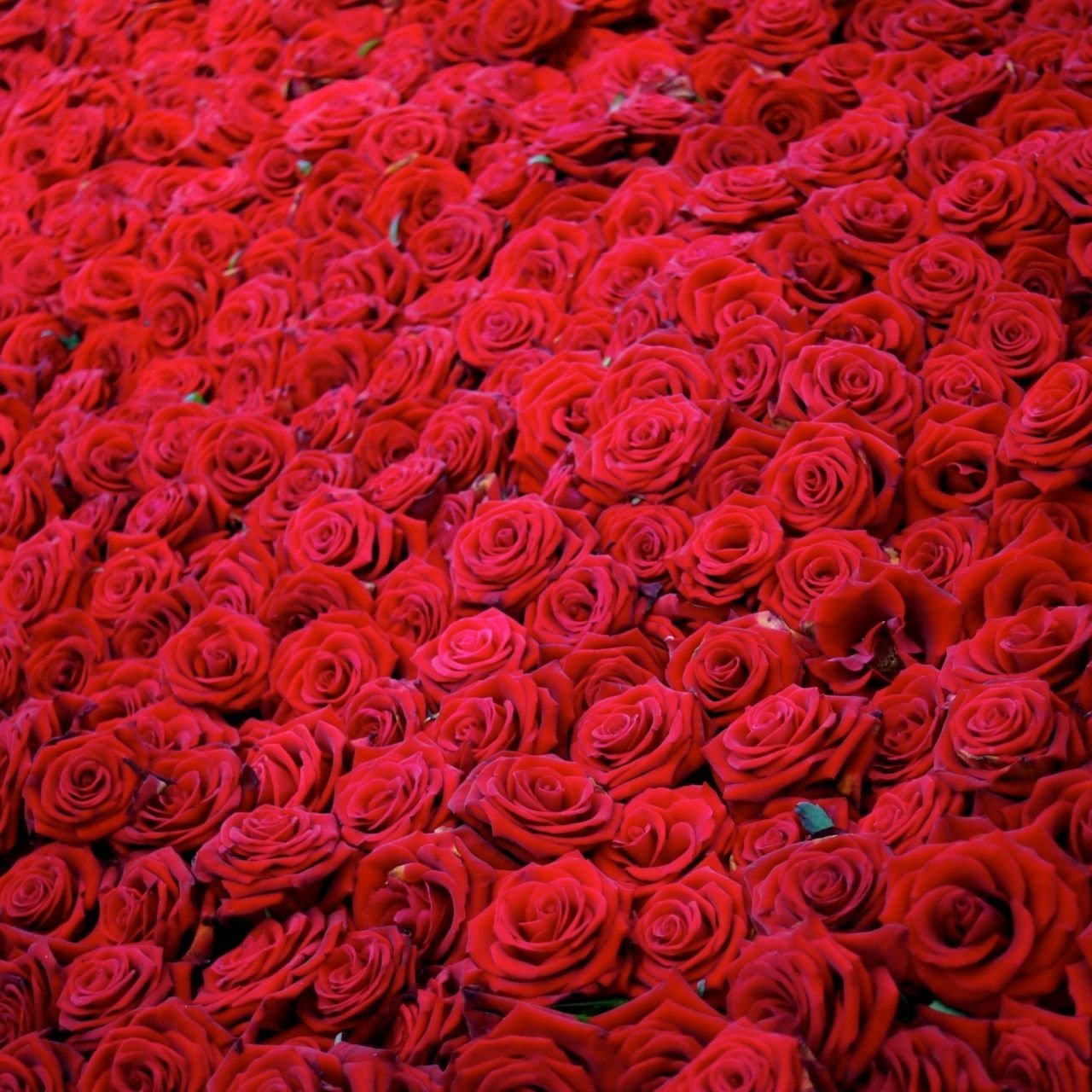 Миллион роз купить. Цветы розы. Много роз. Красный цветок. Миллион роз.
