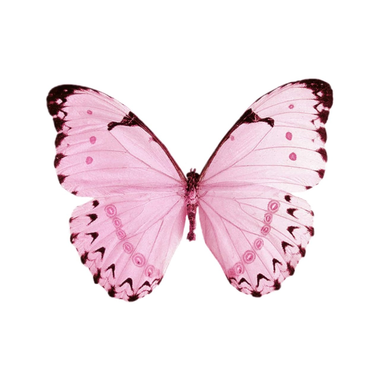 Белая розовая бабочка. Розовые бабочки. Бабочки на белом фоне. Розовые бабочки на прозрачном фоне. Розовые бабочки на белом фоне.