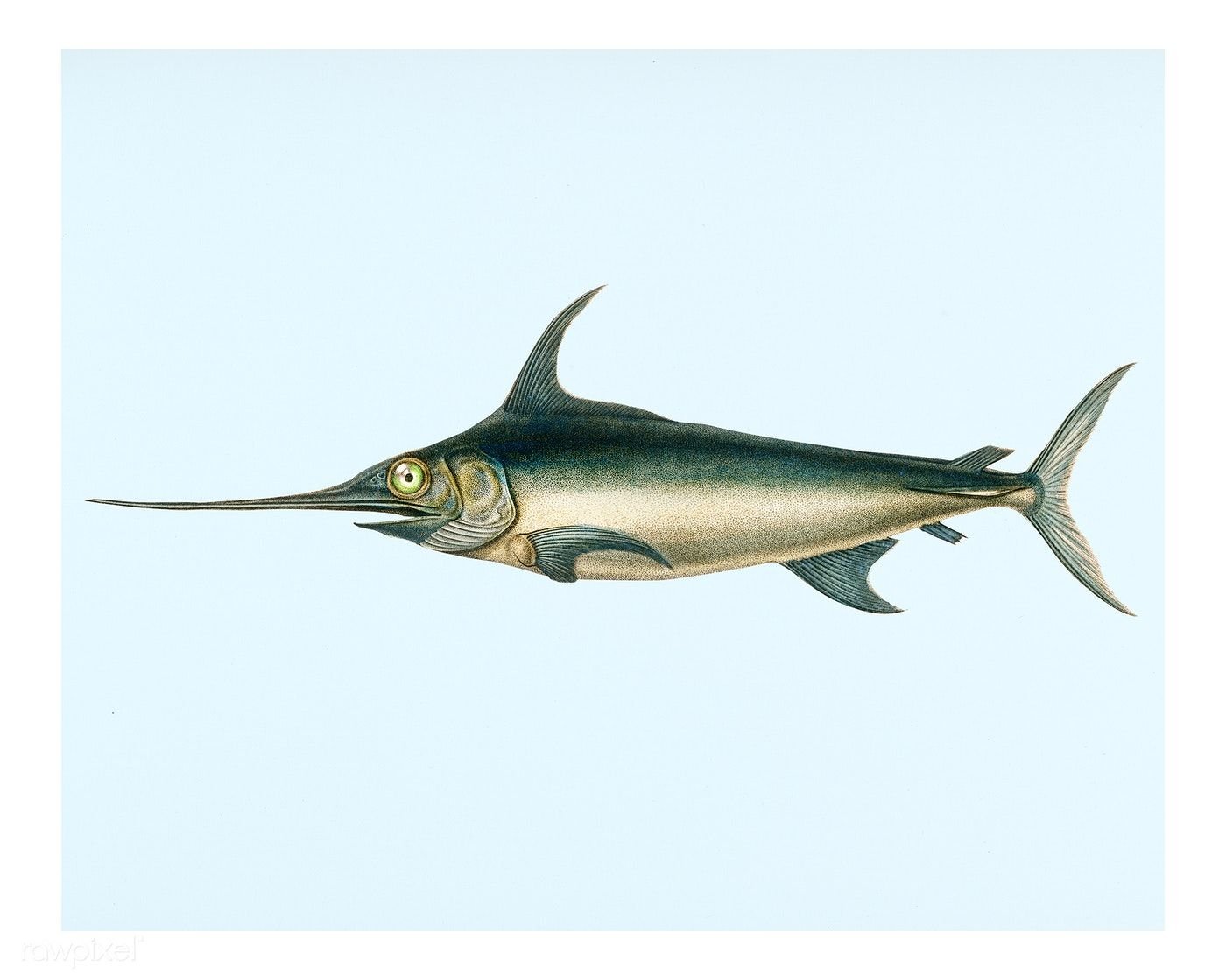 Рыба меч детям. Xiphias Gladius меч-рыба. Рыба меч малек. Меч-рыба xiphias Gladius крупная. Балтийская рыба меч.