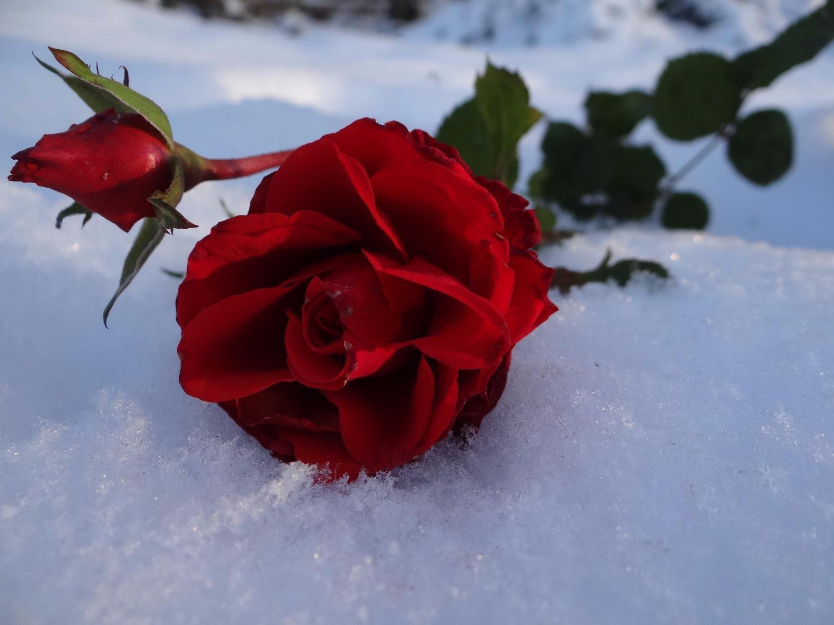 Красивые розы снег. Цветы в снегу. Розы на снегу. Бордовые розы на снегу. Красивые розы на снегу.