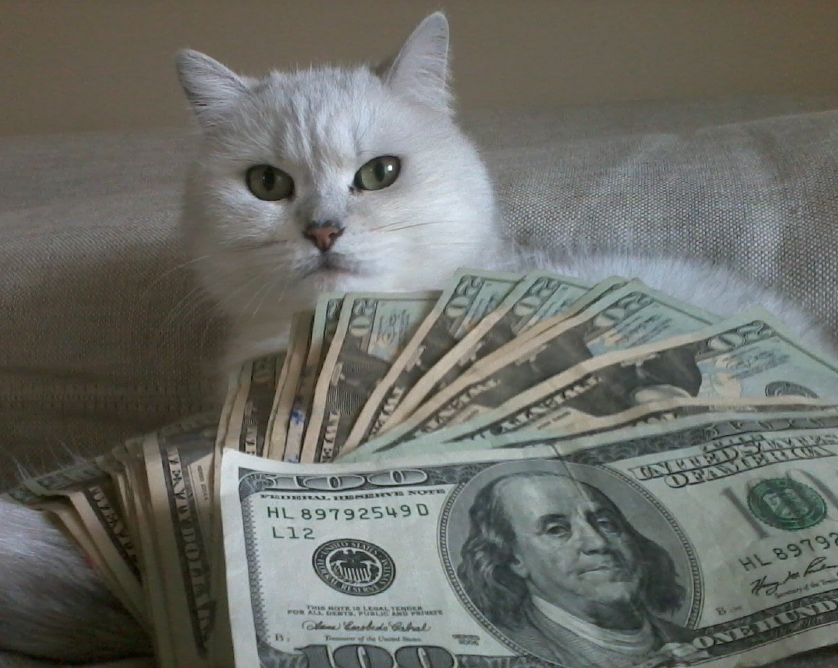 Casino cat official money cat fun. Кошка с деньгами. Денежный котик. Кот с долларами. Богатый котик.